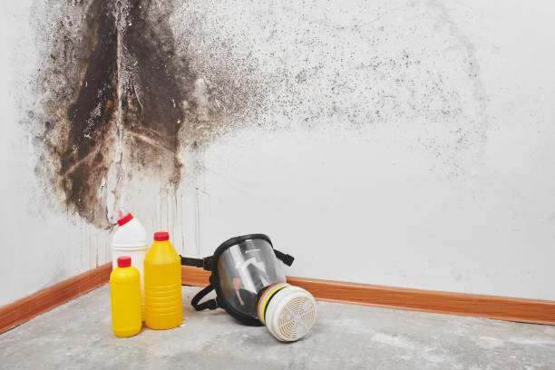Mold Removal and Inspection in Charlevoix, MI