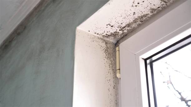 Best Local Mold Removal Service  in Charlevoix, MI