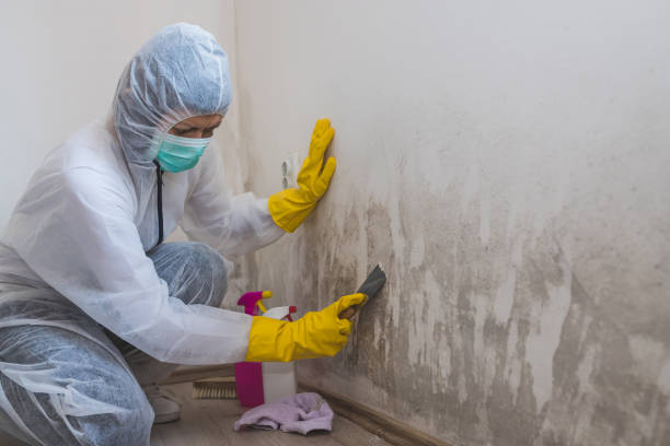 Best Mold Testing  in Charlevoix, MI