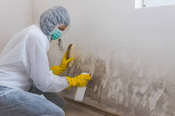 Best Best Mold Removal Companies  in Charlevoix, MI