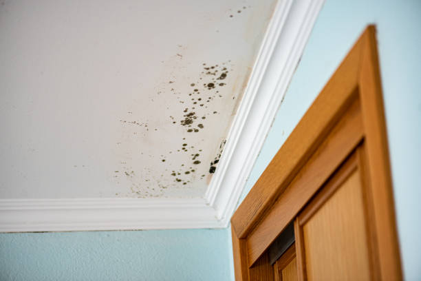 Best Same-Day Mold Removal  in Charlevoix, MI