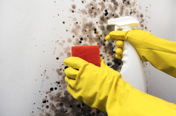 Best Mold Remediation  in Charlevoix, MI