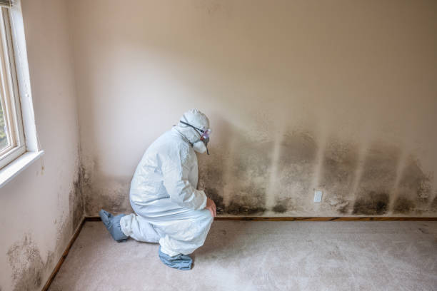 Home Mold Removal in Charlevoix, MI
