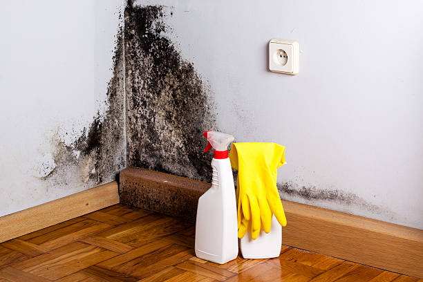 Best Mold Testing and Removal  in Charlevoix, MI