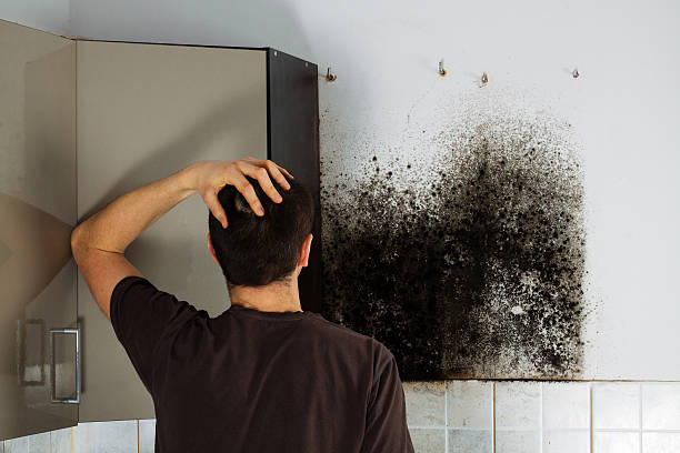 Best Mold Testing  in Charlevoix, MI