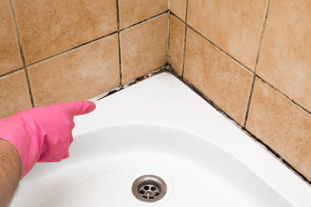 Best Crawl Space Mold Removal  in Charlevoix, MI